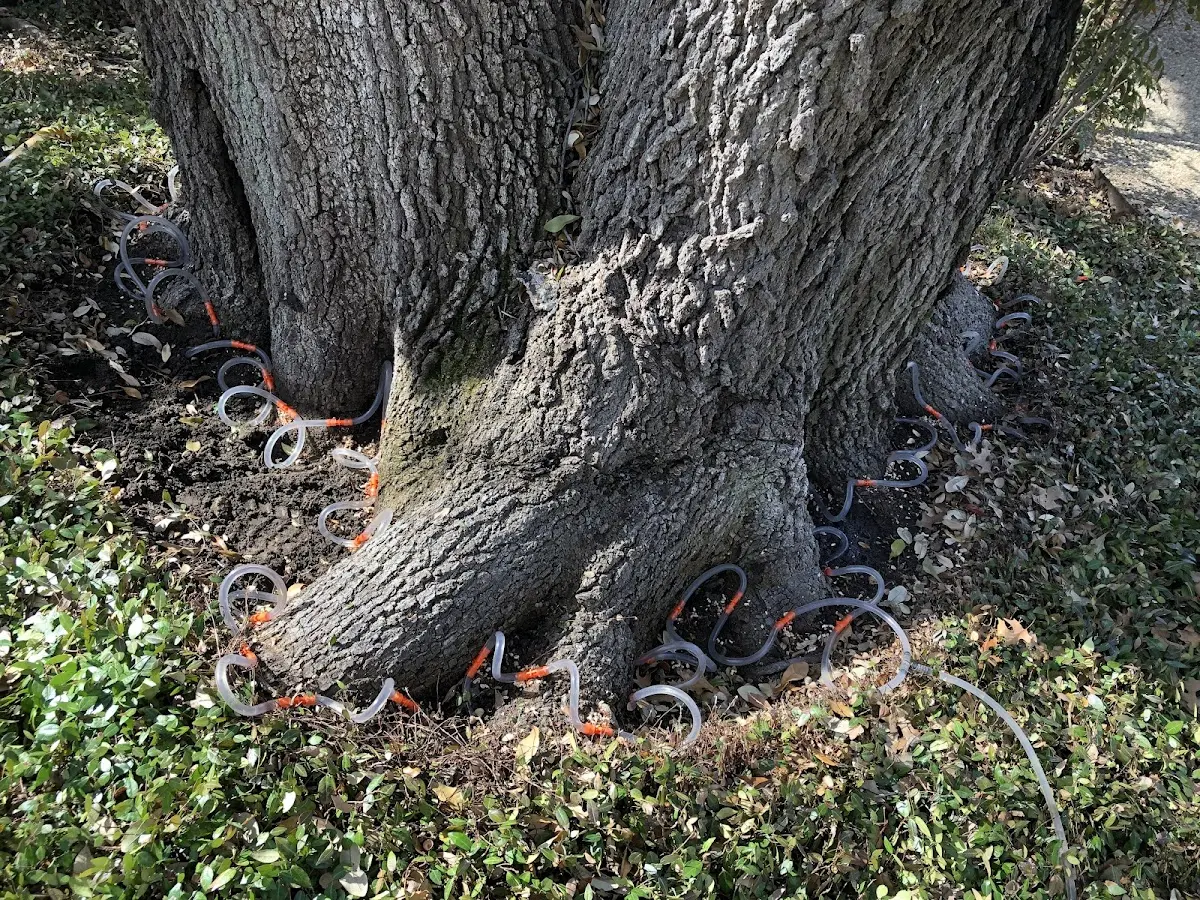 Detailed Tree Cabling and Bracing job site in Foxboro