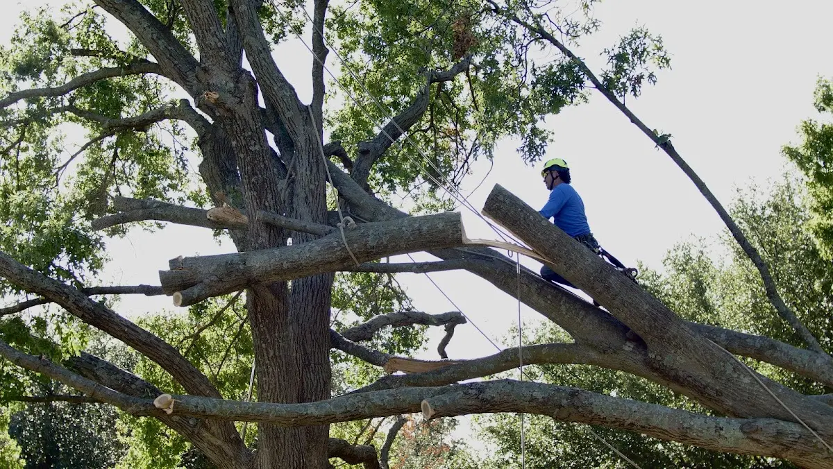 Professional Crown Thinning performed by certified arborists in Foxboro
